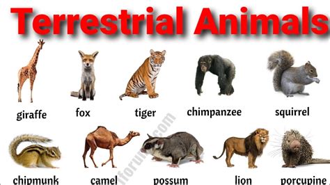 Terrestrial Animal Photos, Download The BEST Free Terrestrial .